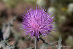 Yellow-spine Thistle